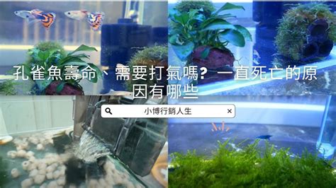 魚缸魚一直死|11個導致孔雀魚死亡的原因(如何預防)